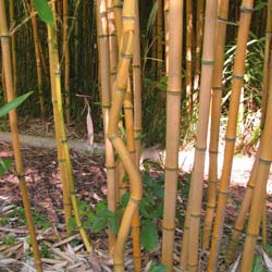Bamboo Phyllostachys aureo. Aureo
